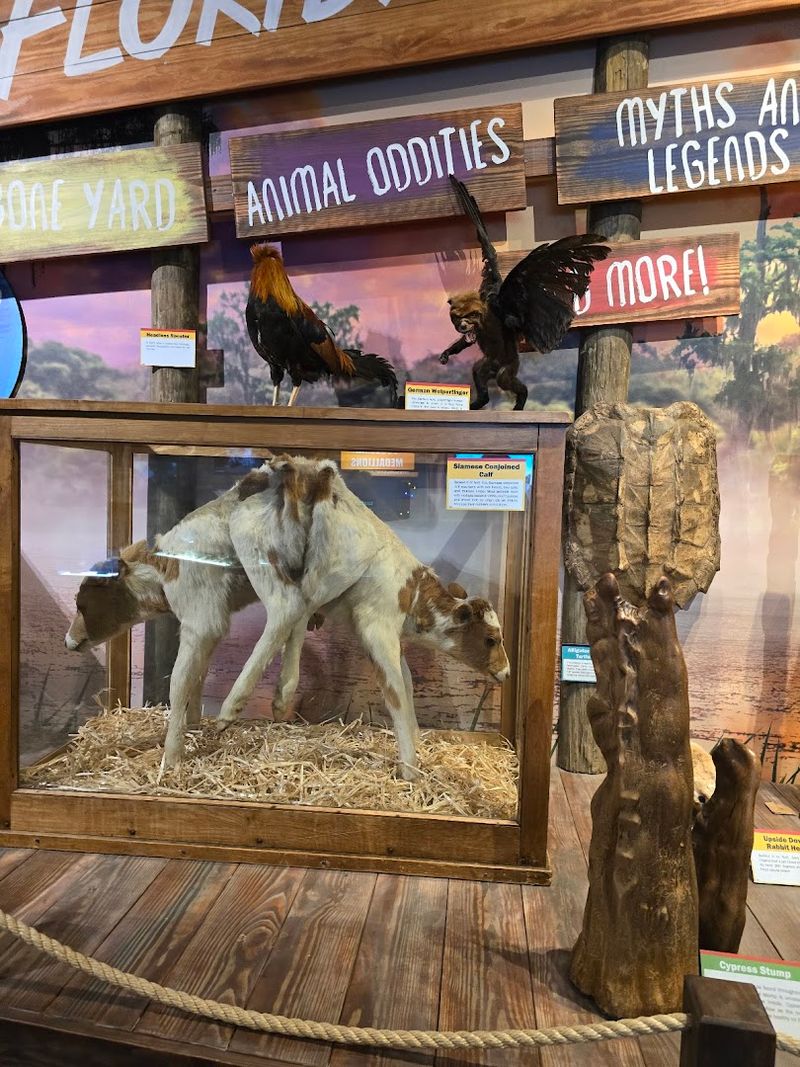 Why This Orlando Oddity Museum Is Worth Your Time