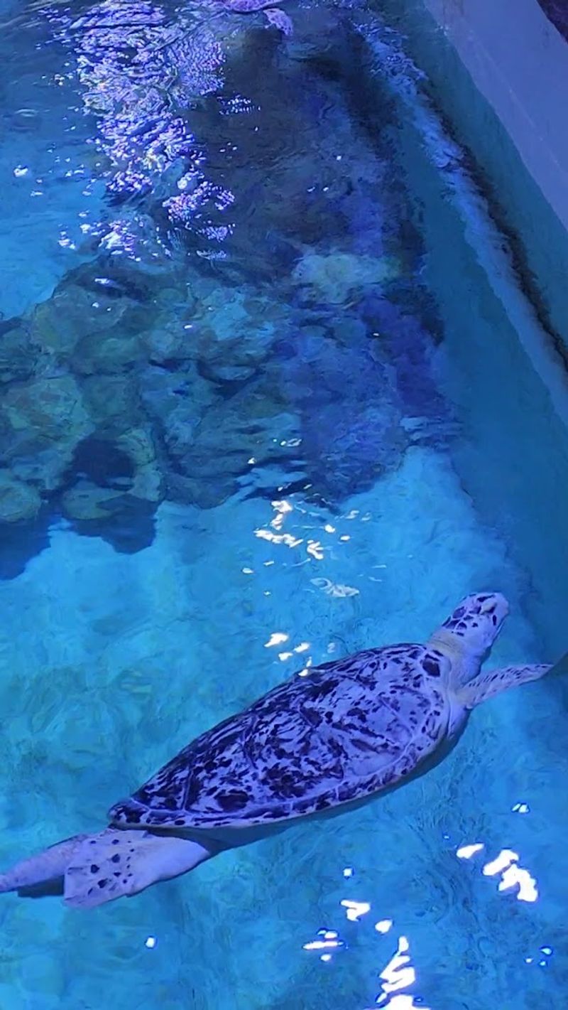 The Membership Option: A Reason to Return