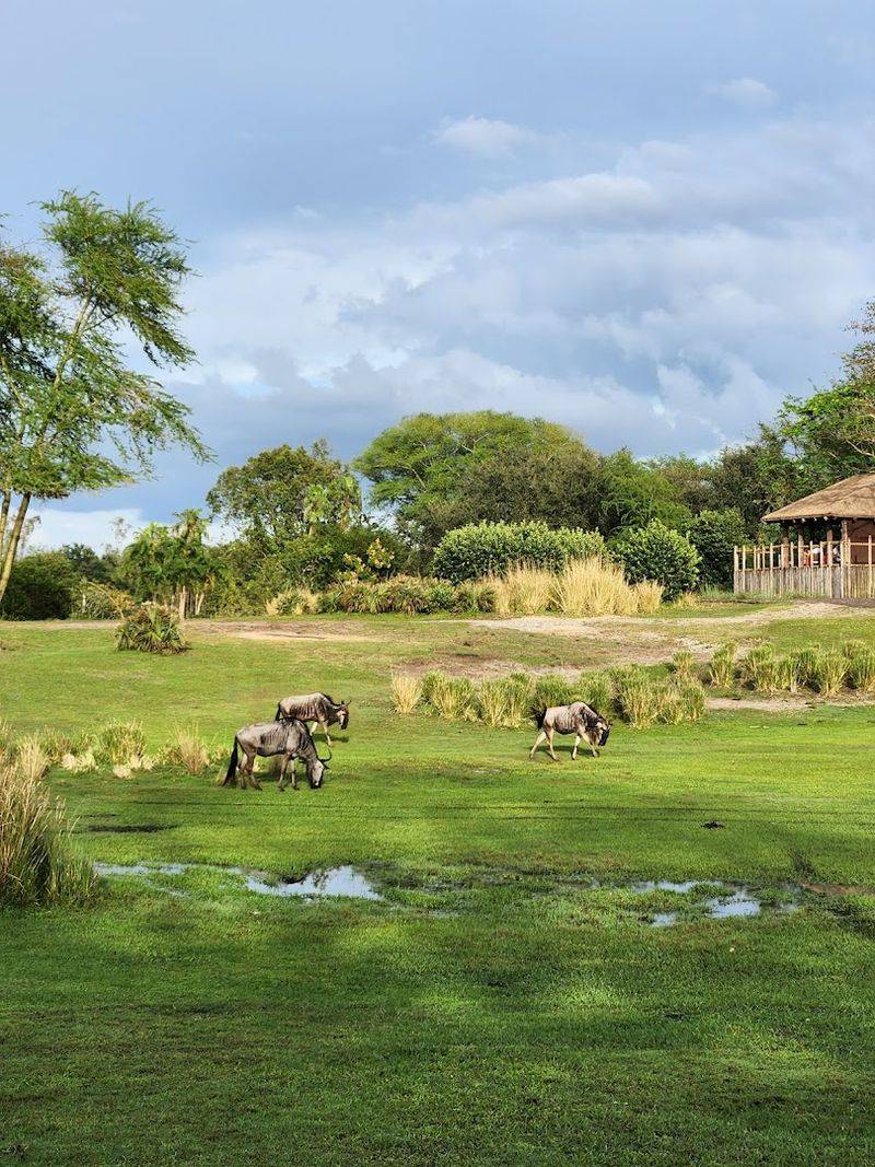 Conservation and Education: The Park's Deeper Mission