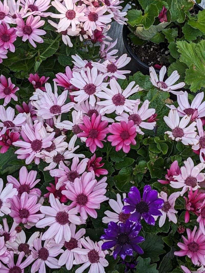 Spring Is When the Magic Peaks