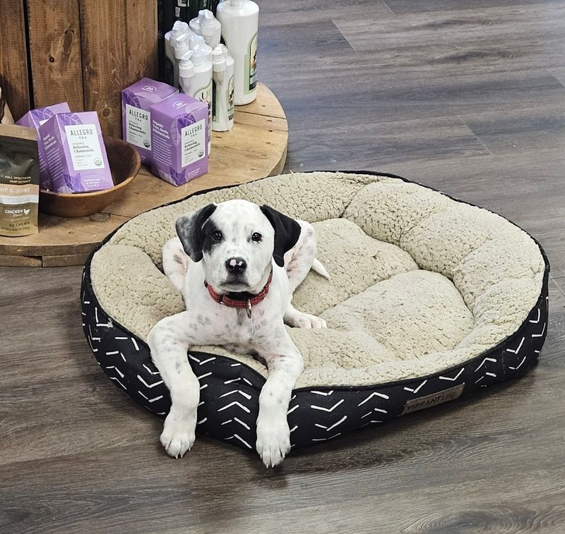 Adopt-a-Puppy Tuesdays and Community Roots