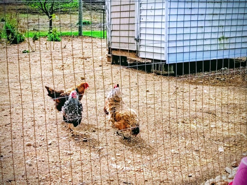 The Animals Beyond the Horses: A Whole Little World