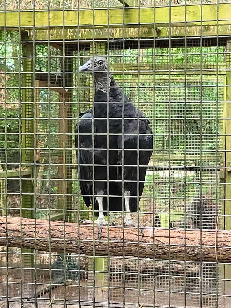 Named Residents with Real Personalities