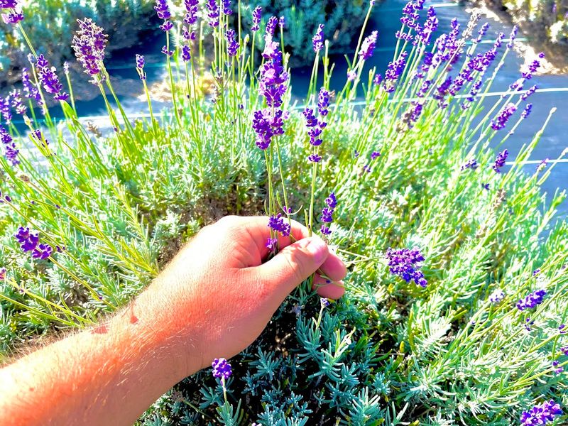 The Sweet Little Thrill Of Cutting Your Own Lavender