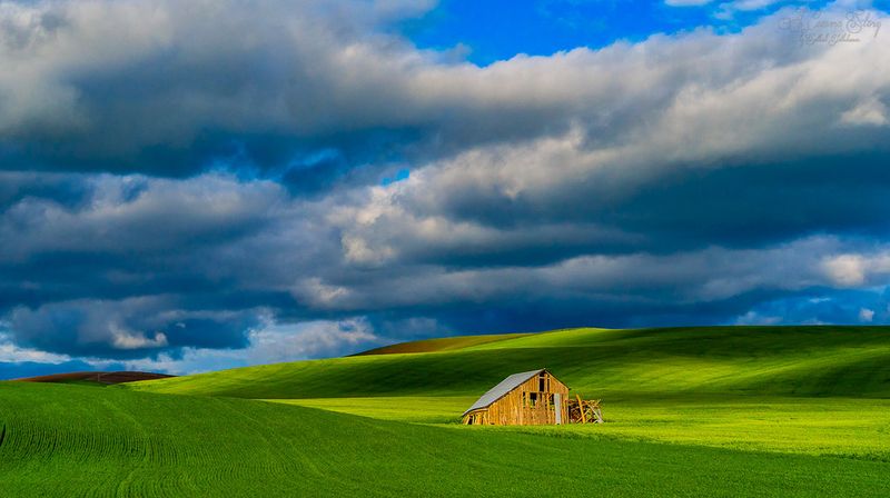 Palouse Prairie (USA)