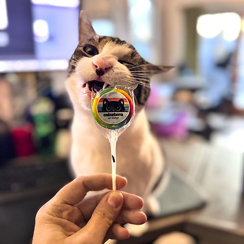 Catcetera Cat Lounge - Raritan, New Jersey