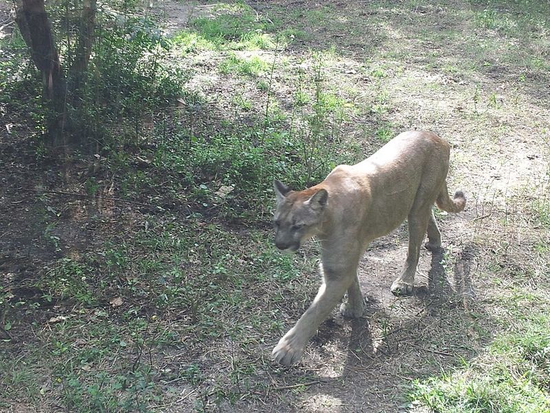 Florida Panther (Puma concolor coryi)