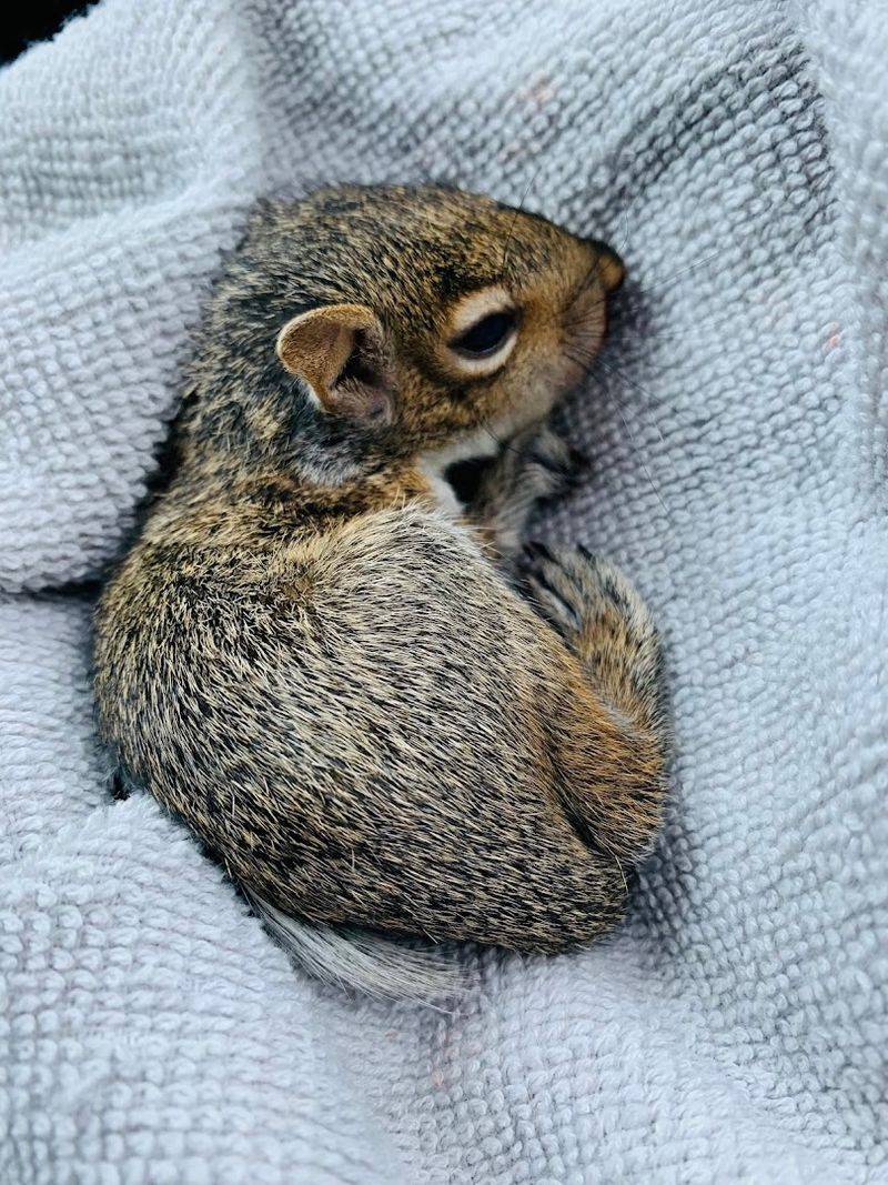 Ambassador Animals and Adoption Opportunities