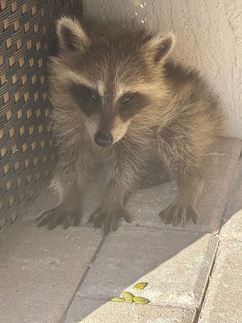 Raccoons, Opossums, and the Smaller Patients