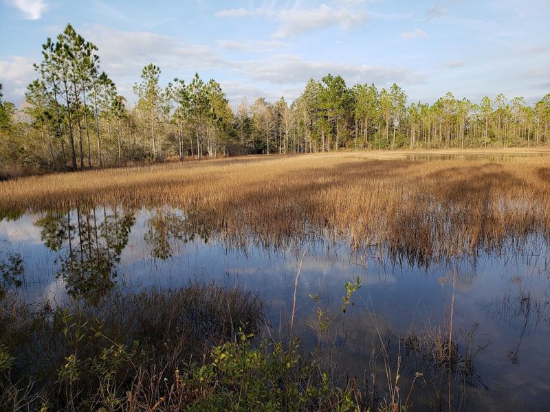 Yellow River Marsh Preserve Interior Trails (Milton)