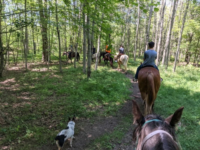 The Ranch Dogs That Steal Every Show