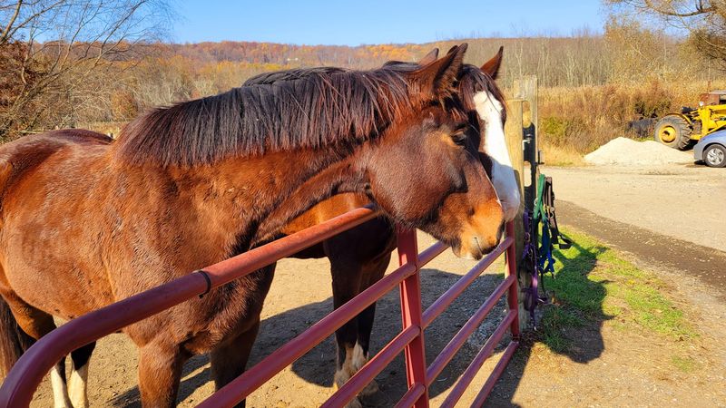 The Farm's Dedication to Horse Welfare