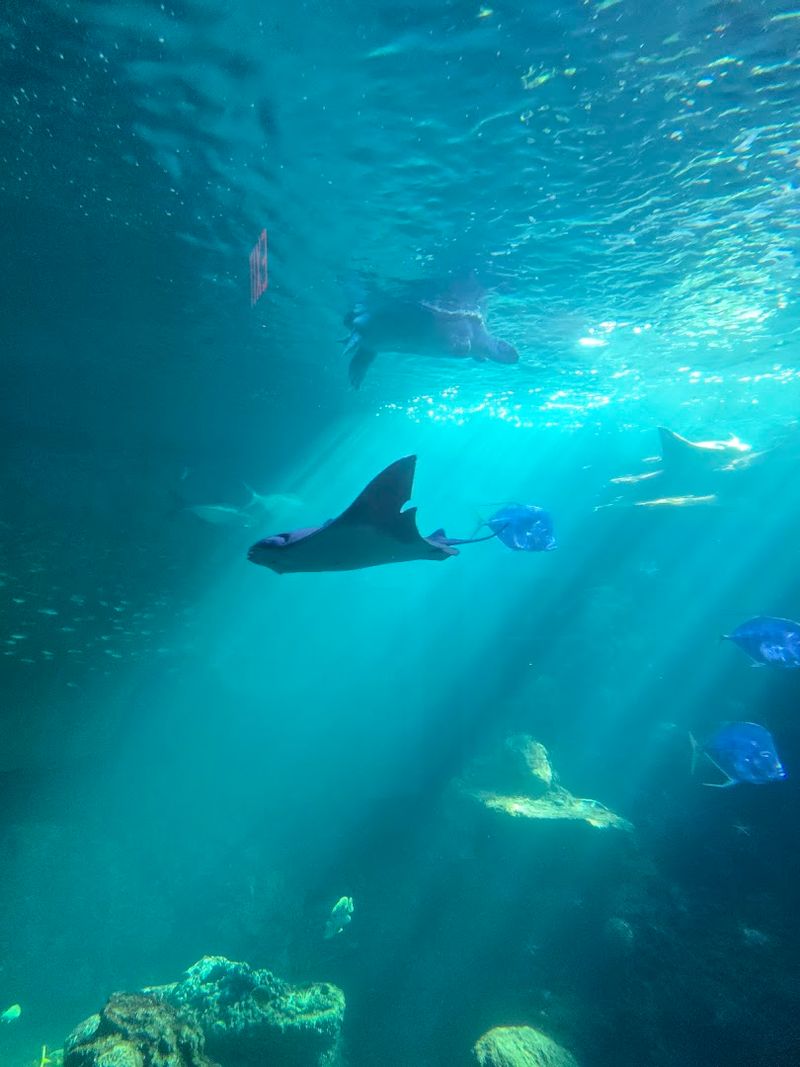 Stingray Touch Tank: Hands-On Marine Education