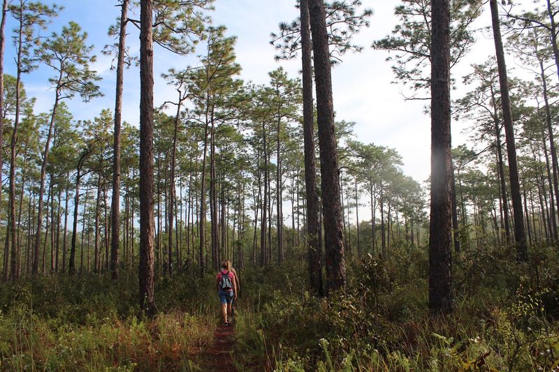 Citrus Tract of Withlacoochee State Forest