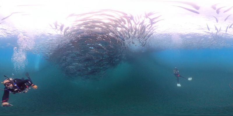 Cabo Pulmo Reef – Mexico