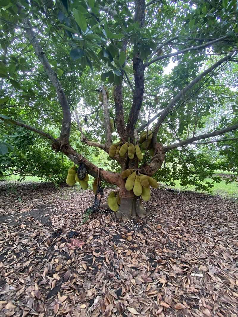 Fruit & Spice Park - Homestead