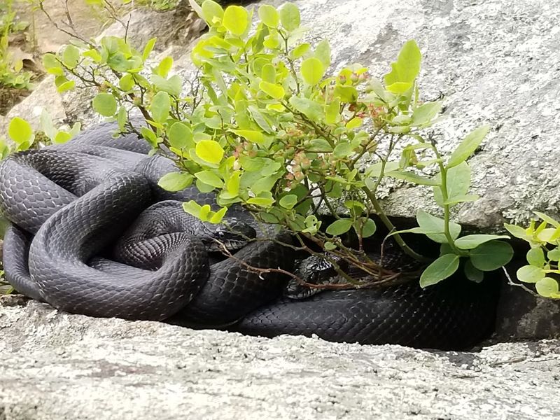 Wildlife You Might Cross Paths With