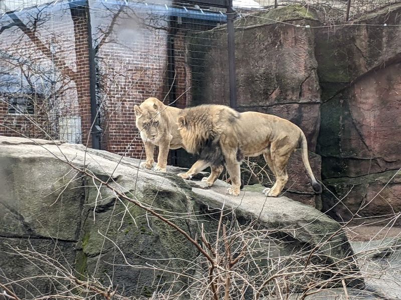 The Reptile House and Big Cat Building