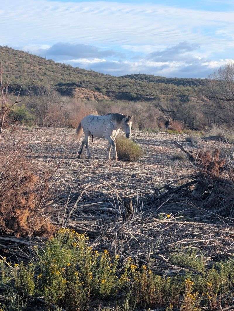 The River Habitat That Makes It All Possible