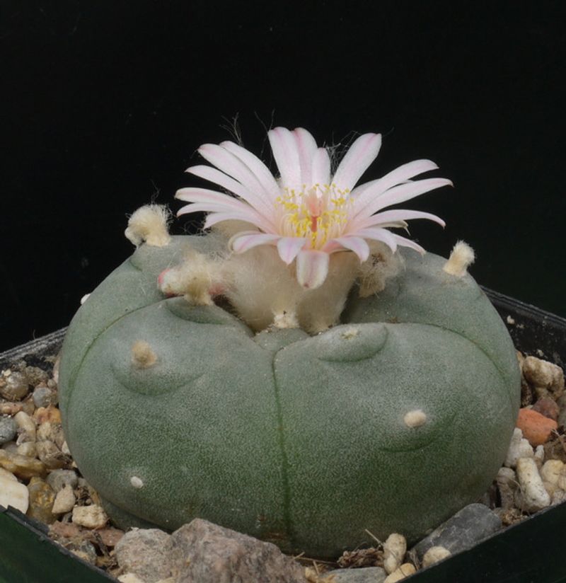 Peyote (Lophophora williamsii)