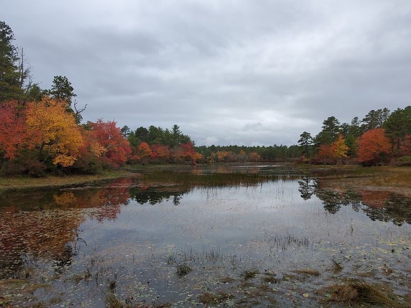 Myles Standish State Forest — Carver
