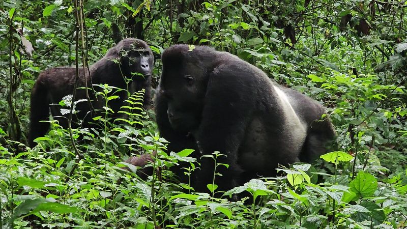 Kahuzi-Biega National Park (DR Congo)