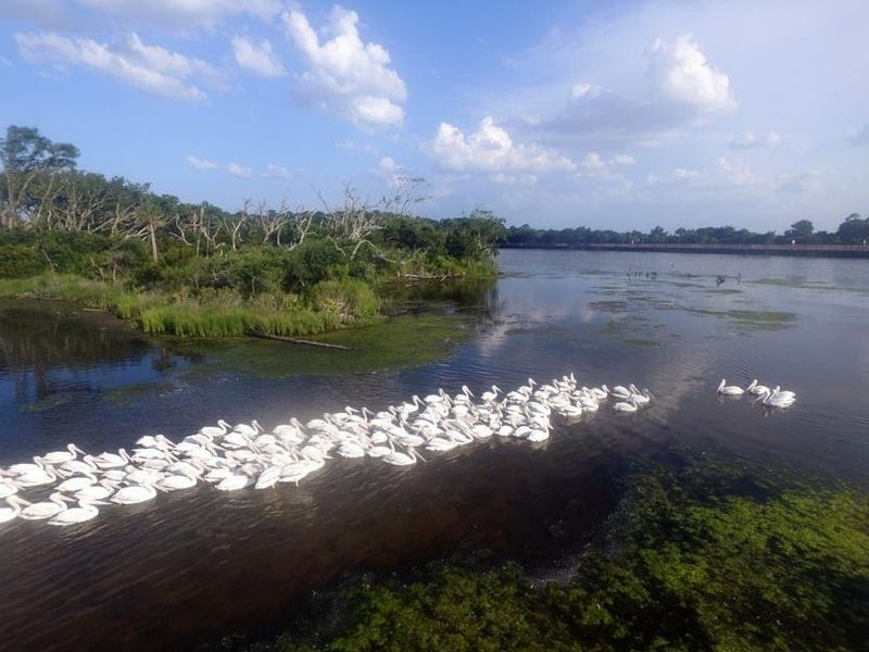 Birdwatching Paradise: Wings, Calls, and Canopy Life