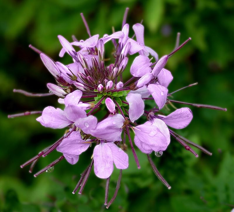 Cleome (Spider Flower) – Tall, dramatic blooms that handle humidity