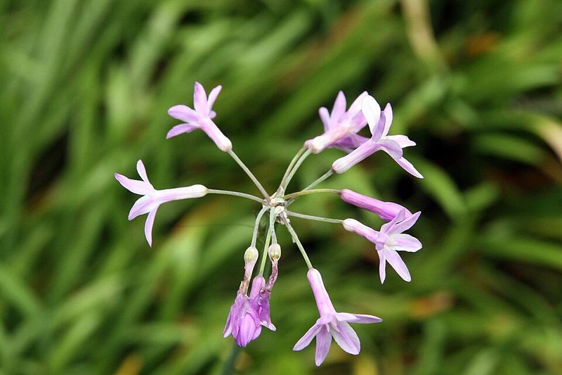 Society Garlic (Tulbaghia violacea)