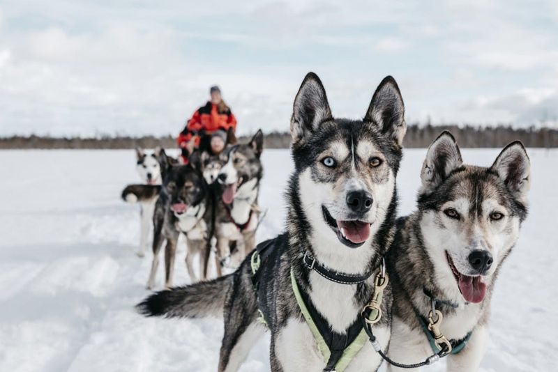 Dog Sledding in Lapland, Finland