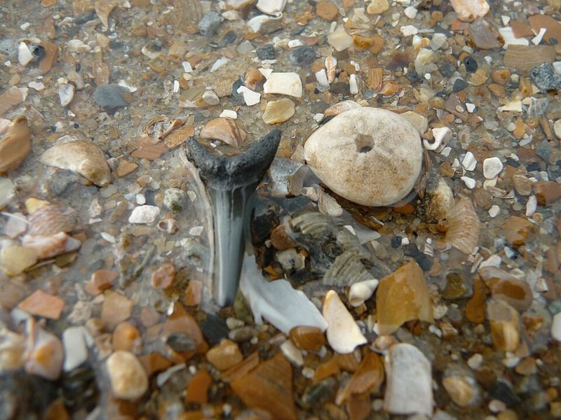 The Shark Tooth Festival That Celebrates This Beach's Identity