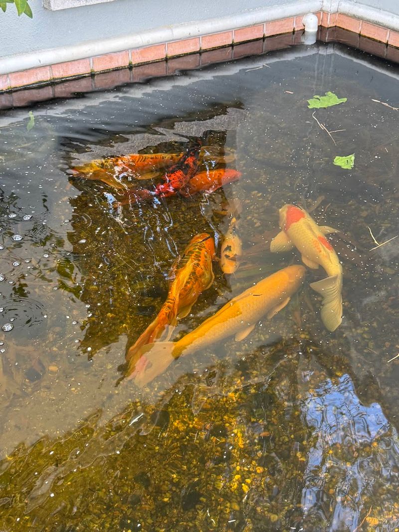 The Koi Pond: A Quiet Corner Worth Finding