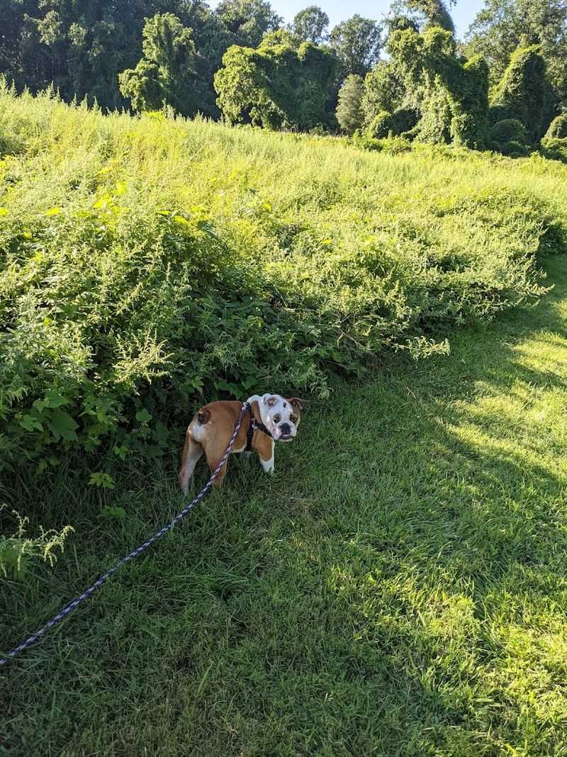 Dogs Welcome on the Trails