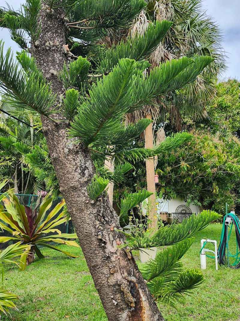 The Gift Shop and Plant Nursery
