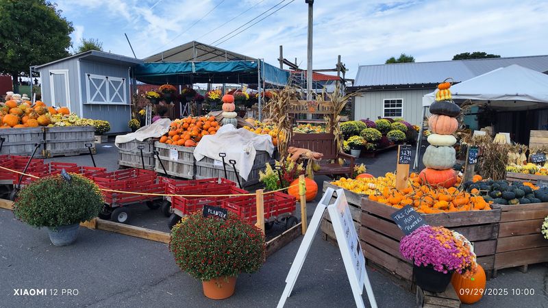 Pumpkin Patches and Sunflower Fields