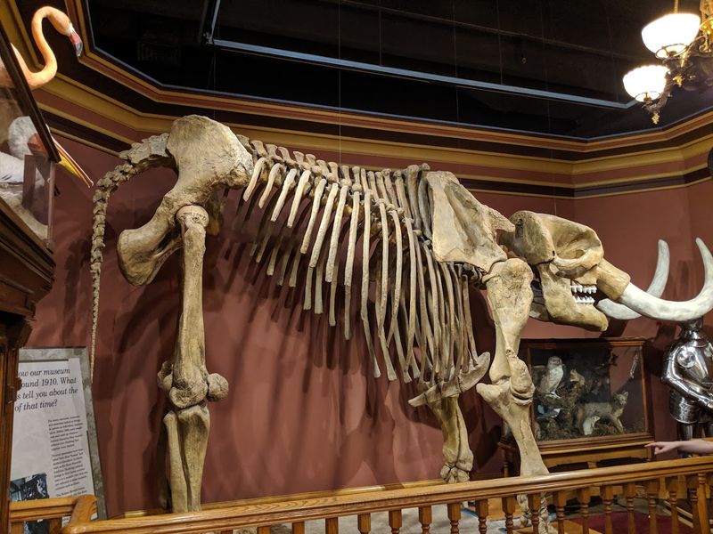 Michigan Natural History and the Exhibits That Locals Love