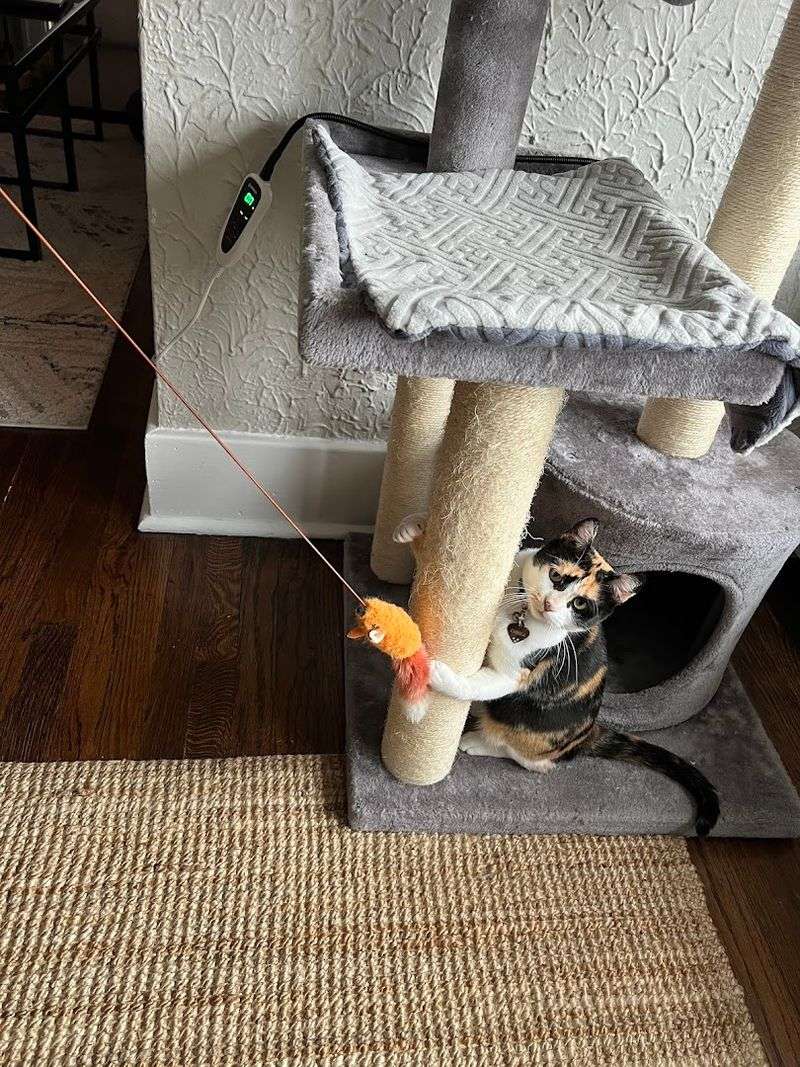 The Kitten Energy You Can Feel Across the Room