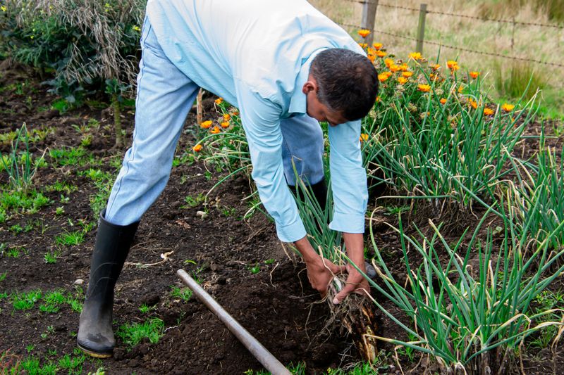 Growing Your Own Food