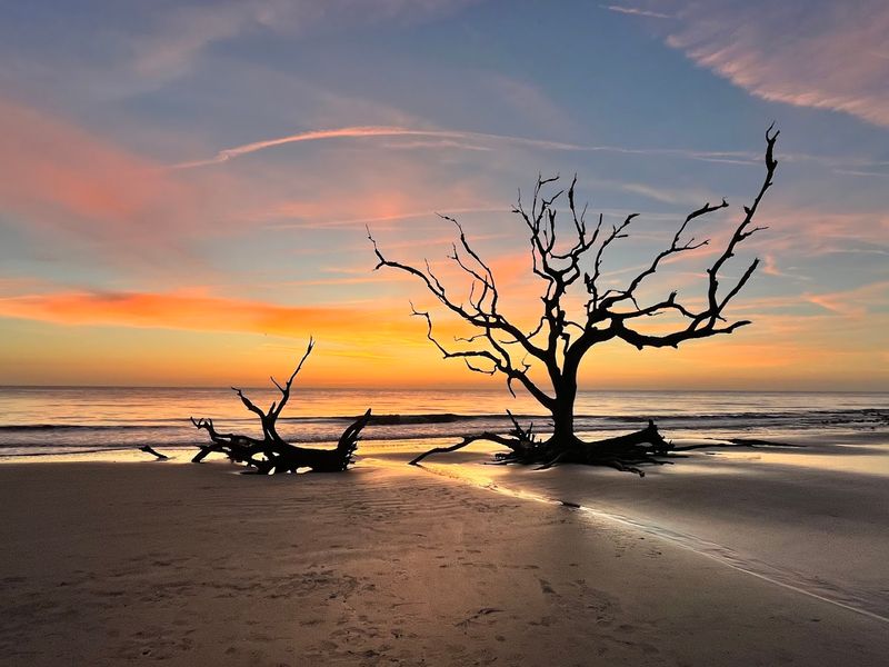 Driftwood Beach, Georgia