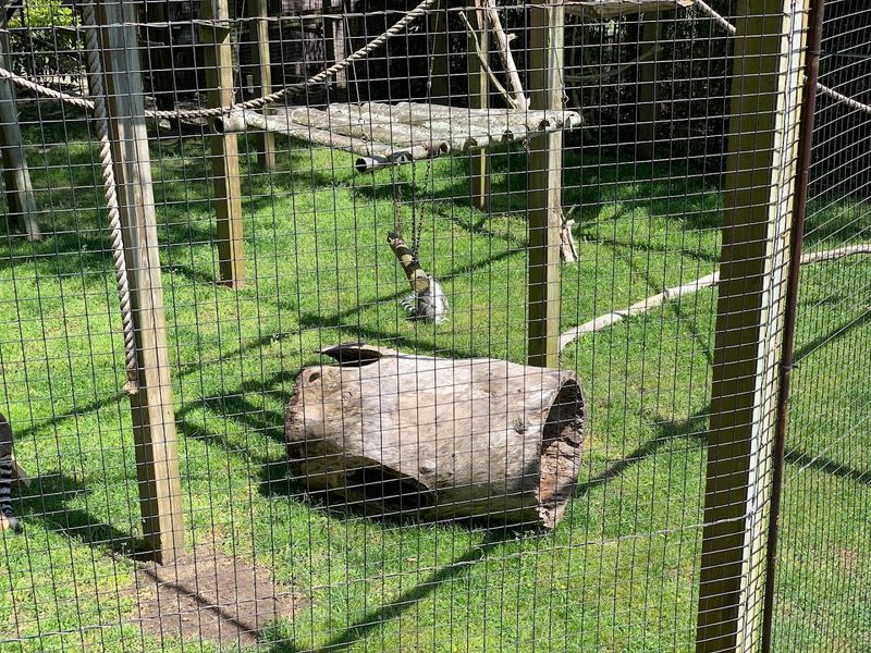Lemurs, Owls, and the Woodland Stretch
