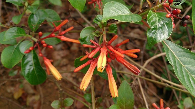Firebush (Hamelia patens)