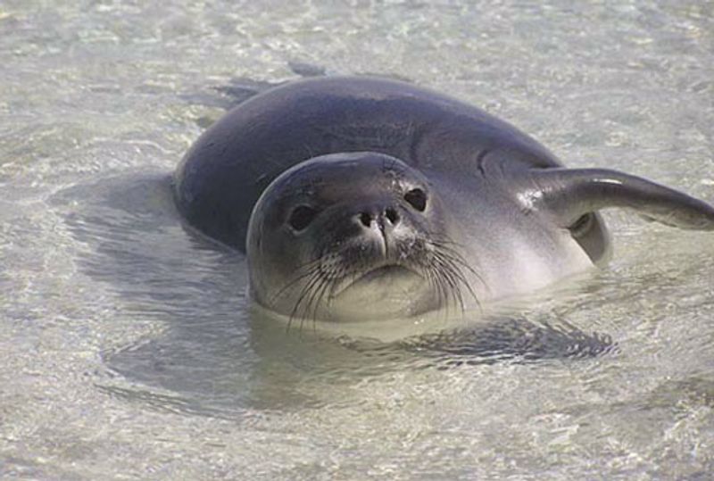 Hawaiian Monk Seal (Neomonachus schauinslandi)