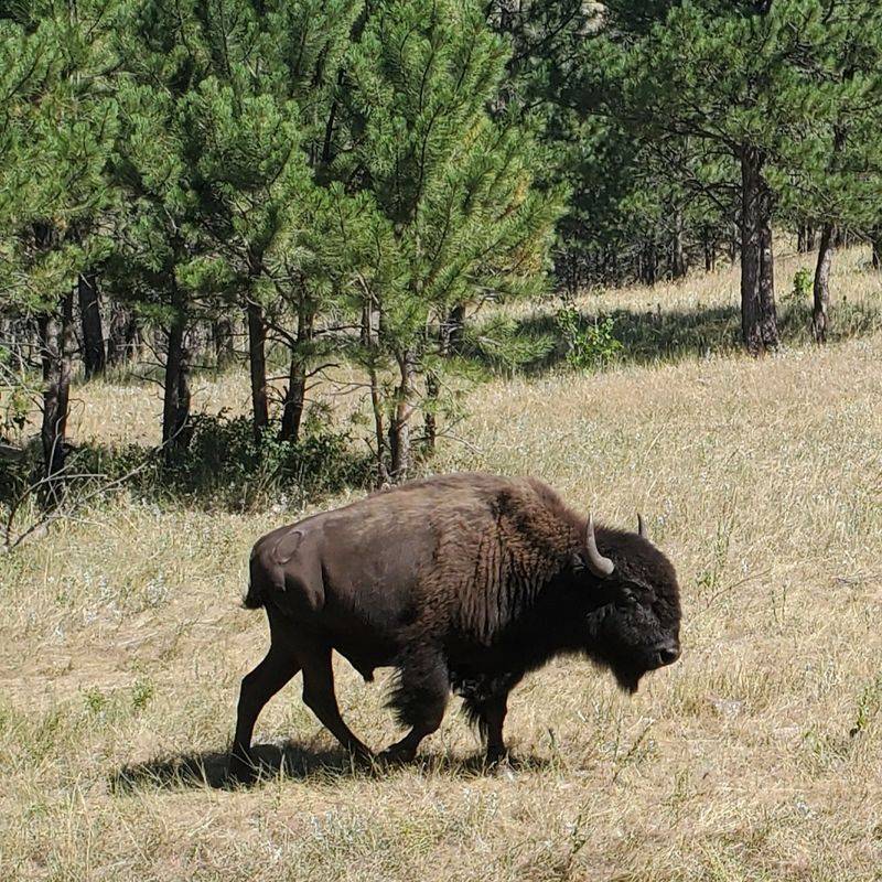 South Dakota, Custer