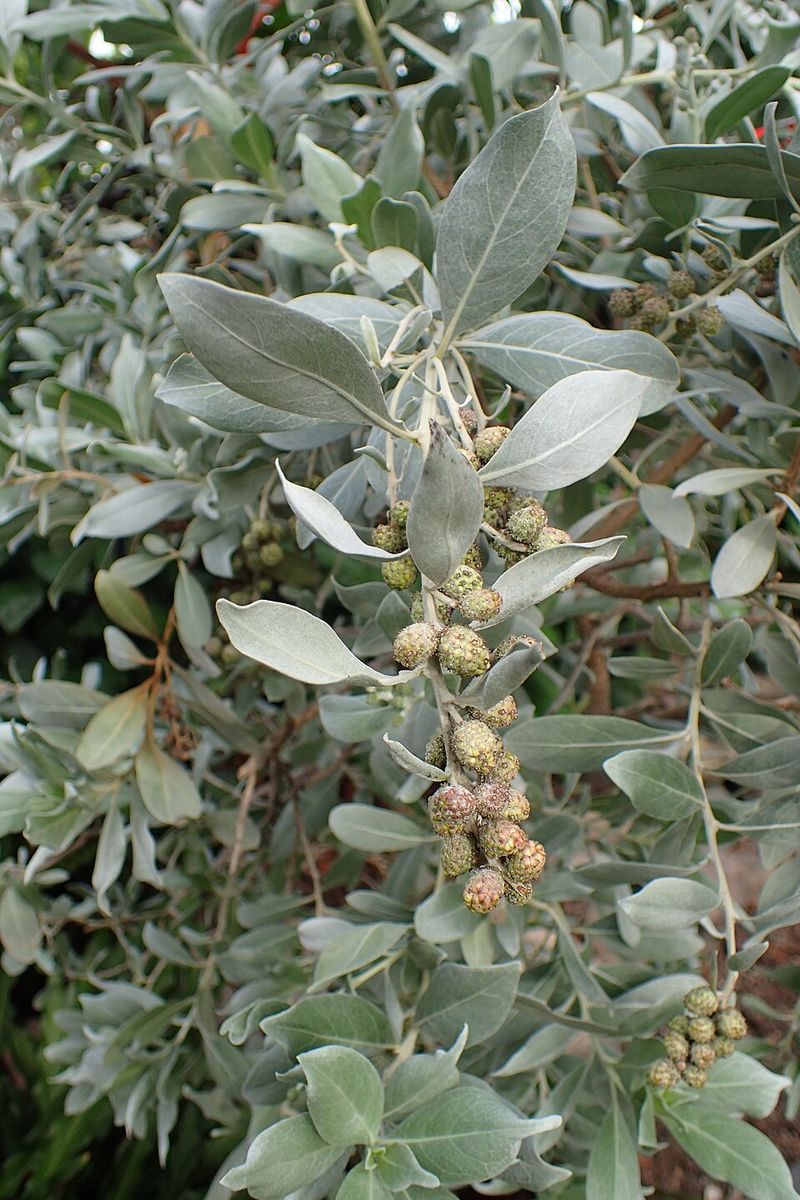 Buttonwood (Conocarpus erectus)