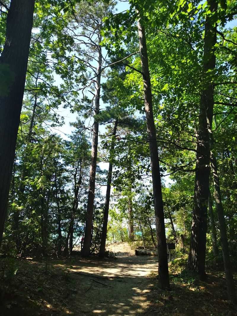 The Woodland Trail That Connects Everything