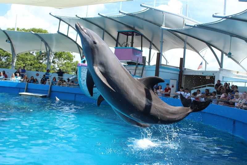 Miami Seaquarium - Miami