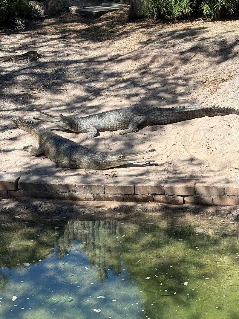 Florida Wildlife Section: Native Animals With a Story to Tell