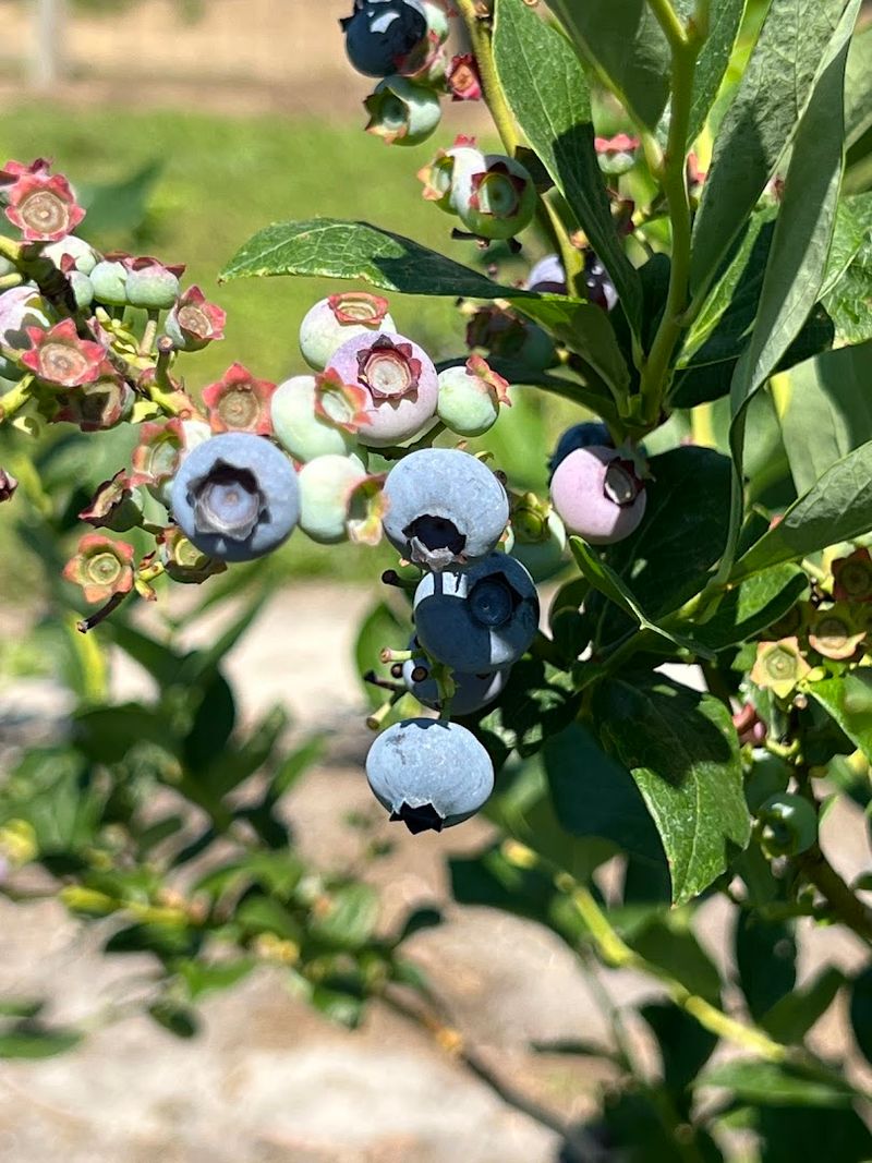 Blueberries and Corn: Summer Picking at Its Best