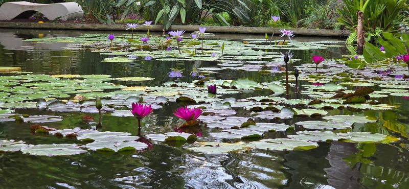 Wander the Miami Beach Botanical Garden
