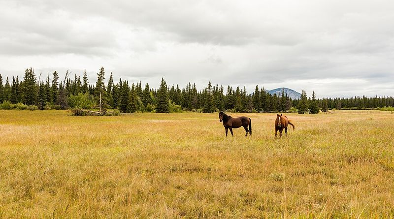 Canada – Approximately 0.6 Million Square Kilometers